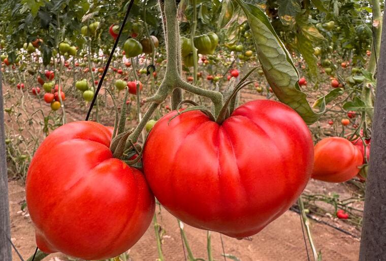 Amortoma, el tomate Corazón de Buey de Yuksel Seeds