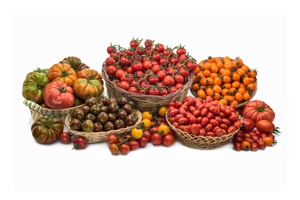 Tomato ind.
