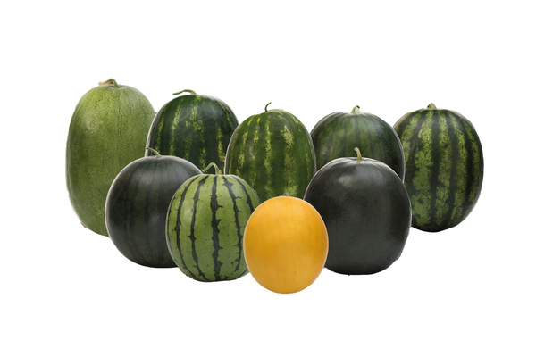 Watermelon 