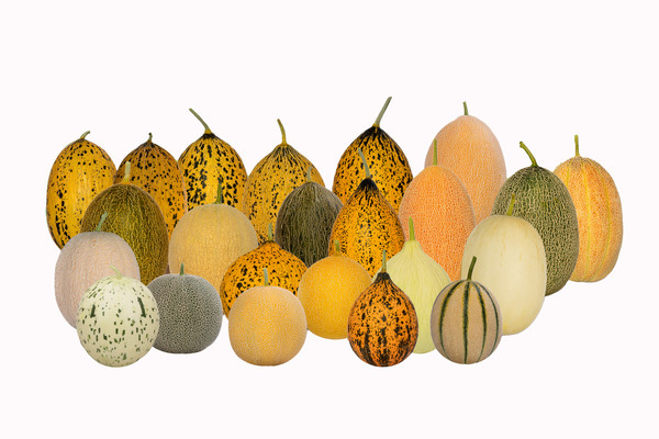 Melones